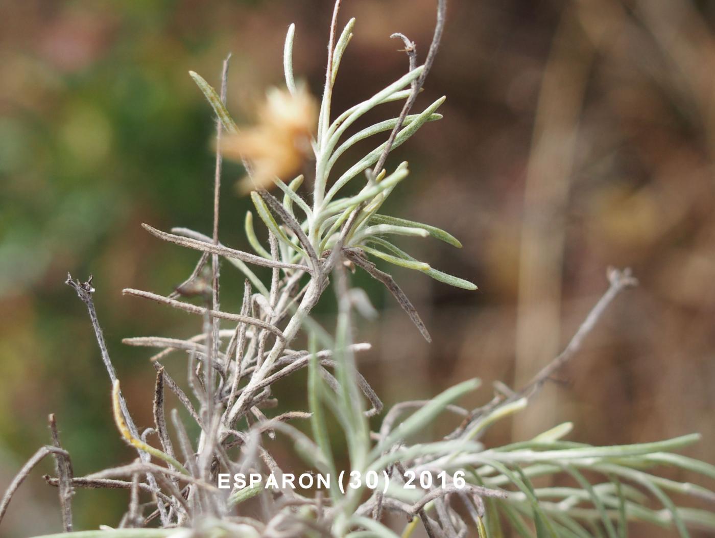 Phalangon, (Sordid) leaf